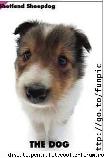 Caini - cainii imi plac iarasi ff mult ,, in afara de - Animale