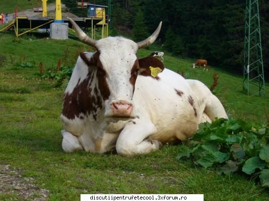 Ciocolata - mie imi place si milka - Gustari