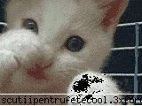 Feline - Imi plac cel mai mult pisicile! - Animale