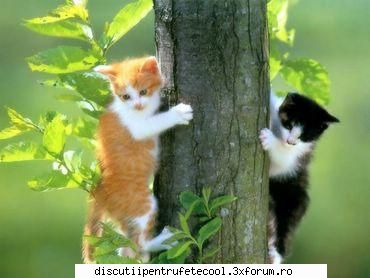 Feline - Mie imi plac felinele enorm de mult... Mai ales - Animale