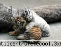 Feline - Iubesc tigrii!!!!!! Mai ales puishorii! - Animale