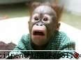 Maimuta - Maimutele sunt grozave!!!!!!!!!!!!!!! - Animale